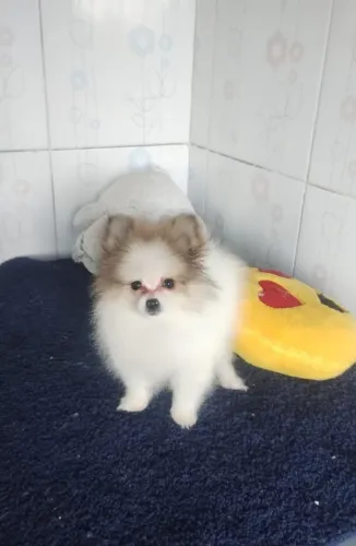 Spitz alemão anão