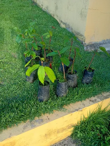 Mudas clonadas cacau