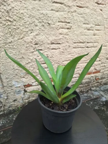Agave Dragão