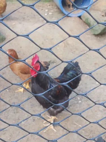 Galo Gigante Negro