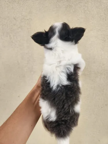 Chihuahua Fêmea Pelagem Longa - cor rara