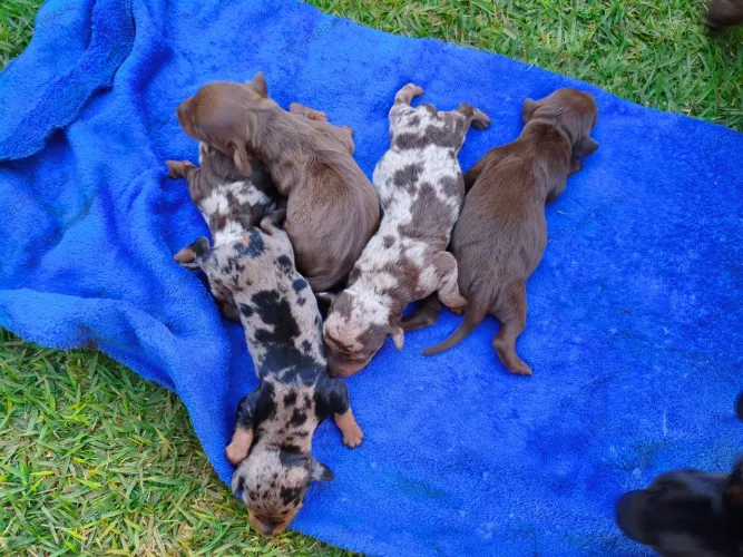 Filhotes de salsicha, dachshund