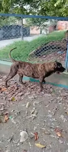 Presa canário macho 2 anos valor 3 três mil
