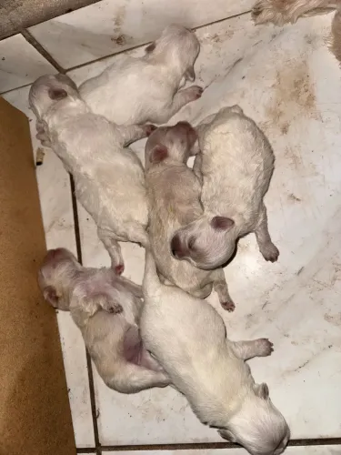 Vendo filhotes de sptiz alemão 