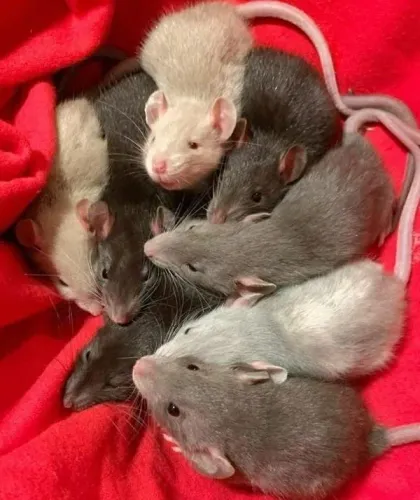 Ratos fêmea e macho filhotes