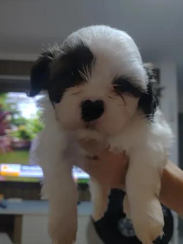 Lindos filhotes De Lhasa apso puro