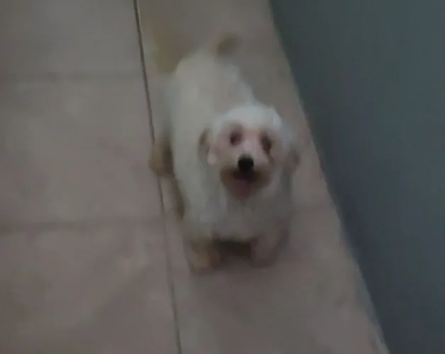 Cachorro 