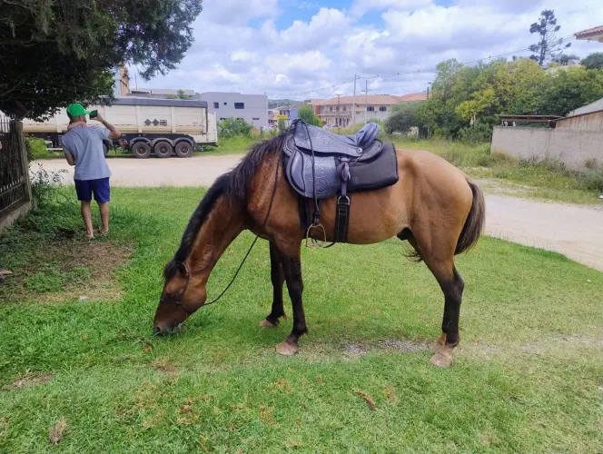 Cavalo de marcha não é capado é inteiro 
