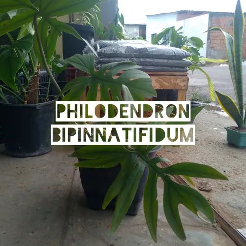 Guaimbé (Falsa costela de Adão) Philodendron bipinnatifidum