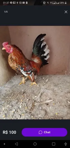 VENSE GALO GANIZE MINE 