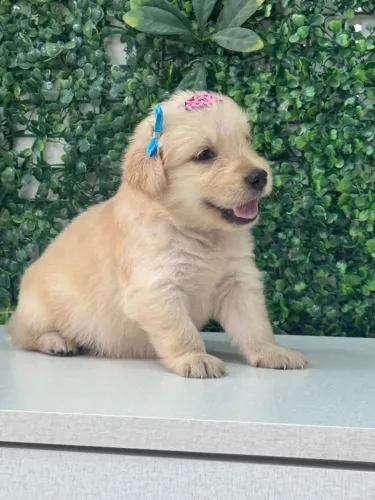 golden retriever dourado