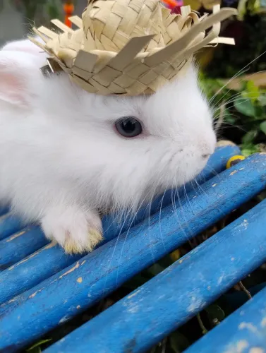 Coelho Lion disponível 