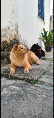 Filhotes de Chow Chow