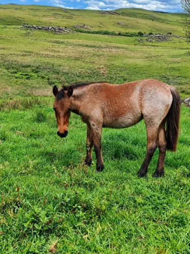 Vendo cavalo QM