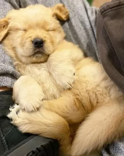 Filhotes de Golden retriever | Um pet encantador para trazer mais carinho.