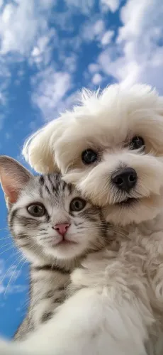 Pet Sitter em Niterói | Visitas Domiciliares e Passeios