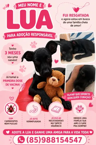 Cachorrinha para adoção responsável