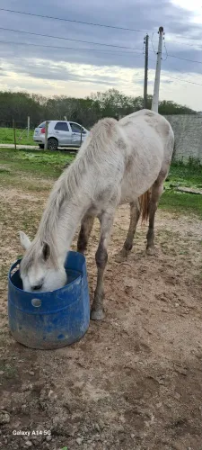 Vendo egua 