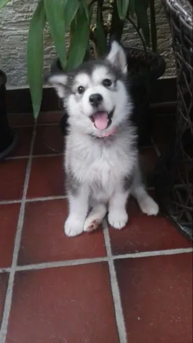Husky siberiano Um cachorrinho assim faz qualquer ambiente mais feliz