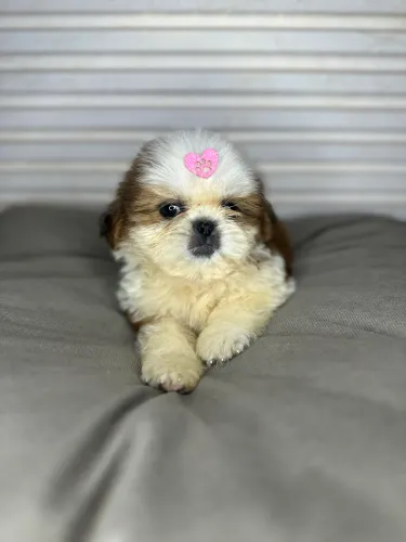 Shih-tzu mini