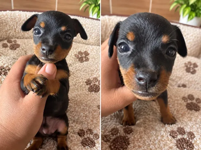 ? VENDE-SE FILHOTES DE PINSCHER MINIATURA! ?