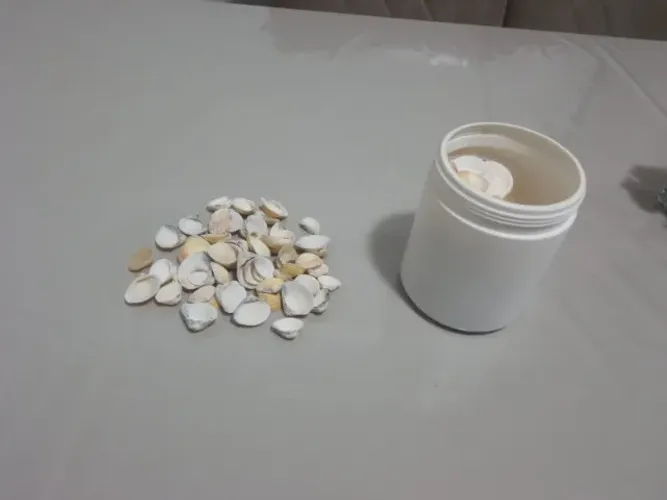 Conchinhas de praia
