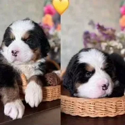 Bernese Mountain Dog,Bernese Mountain Dog Filhote Imponente e Pronto para Novo Lar