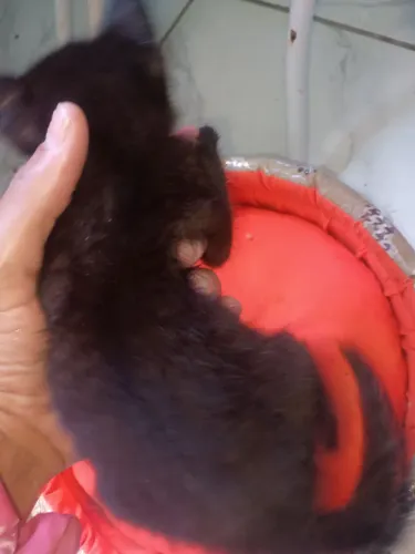Adoção de gato preto macho e fêmea sou de candeias entrego próximo