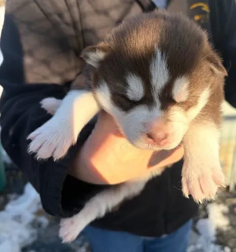 Filhotes de Husky Siberiano | Carinho que deixa marcas.