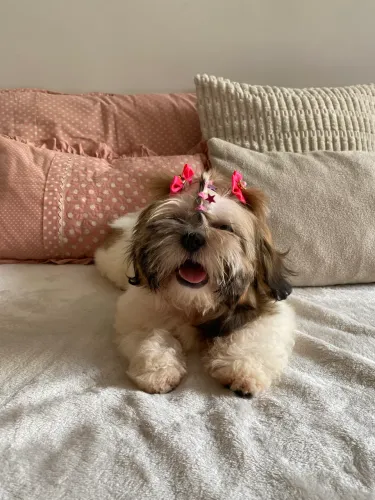 Shih Tzu