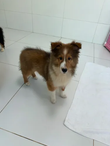 Pastor de Shetland fêmea com pedigree CBKC
