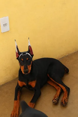 Vendo filhote de doberman 