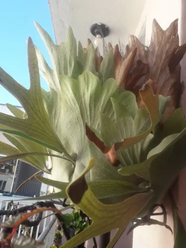 Plantas chifre de viado
