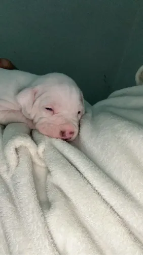 Pitbull filhote dia 26 pode ir pra casa disponível