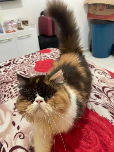 Gata persa pura pra crida