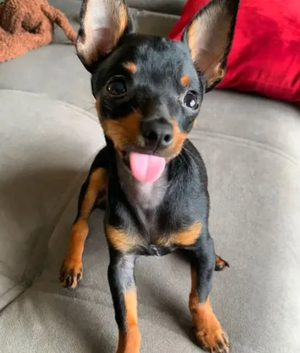 Cãozinho Pinscher/Pincher saudável e brincalhão com garantia de saúde