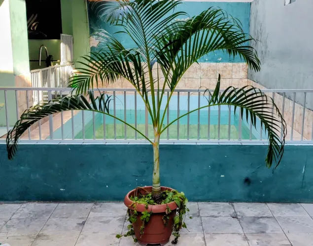 Planta Palmeira Salão