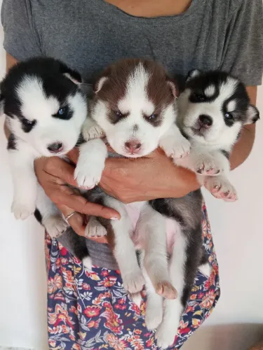 VENDA DE  HUSKY SIBERIANO 