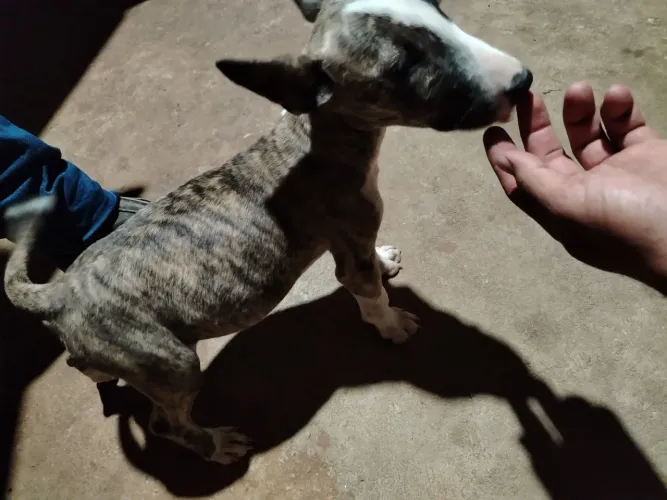 Bullterrier fêmea