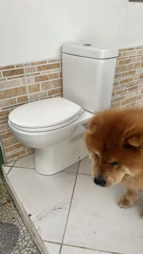 Vende-se Vaso Sanitário completo