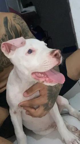 Pitbull puro