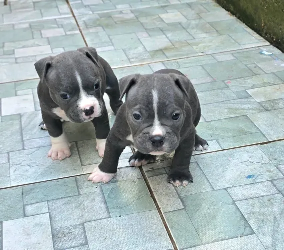 Américan Bully
