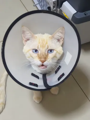 Gato macho para adoção