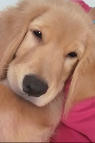 Lindo filhote golden retriever