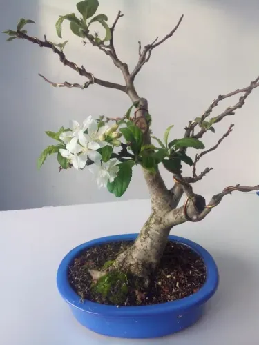 Bonsai