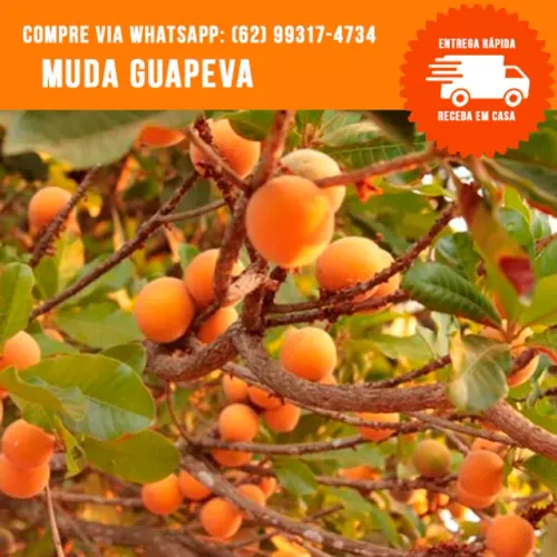 Muda de Guapeva