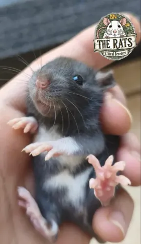 Ratos Twister qualidade pet - The Rats