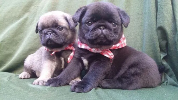 Pug- Machinho e fêmea com 55 dias, pretinho e abricoté com pedigree- Dani