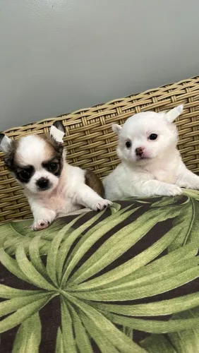 Chihuahua presença marcante e amor infinito 