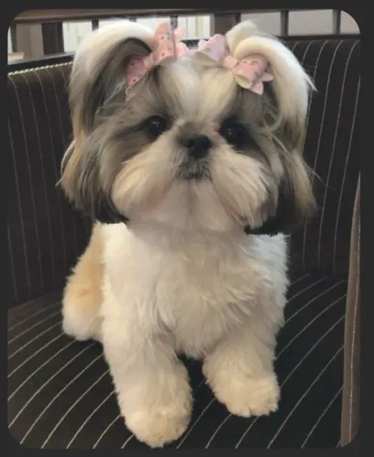 Filhote de Shih-Tzu, novo capítulo 